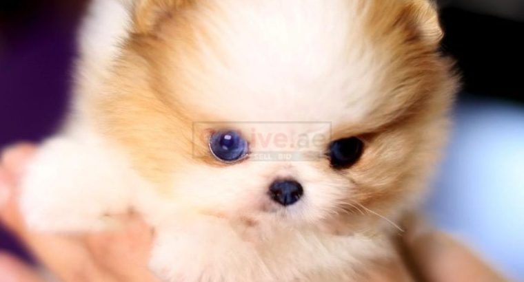 Pomeranian puppies for adoption