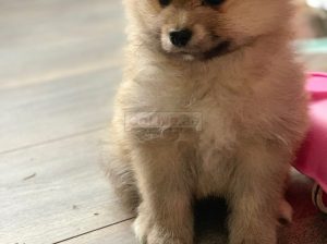 Pomeranian puppies for re-homing