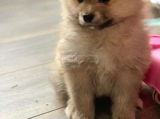 Pomeranian puppies for re-homing