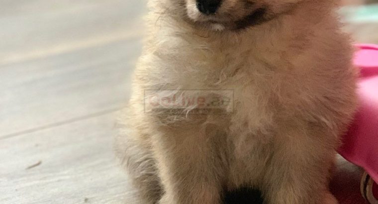 Pomeranian puppies for re-homing