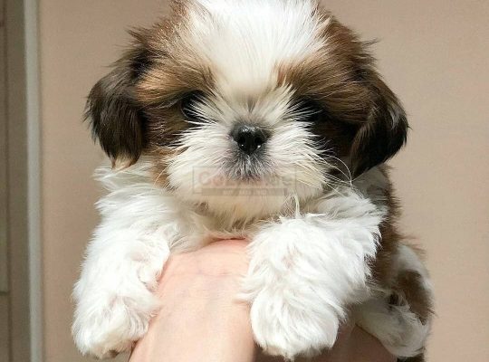 Shitzu male and female for adoption now