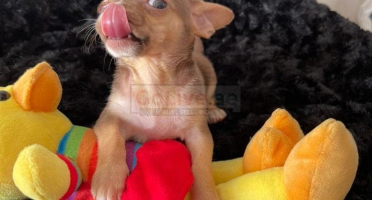 Tiny Apple Head Chihuahua Puppies Ready to Go