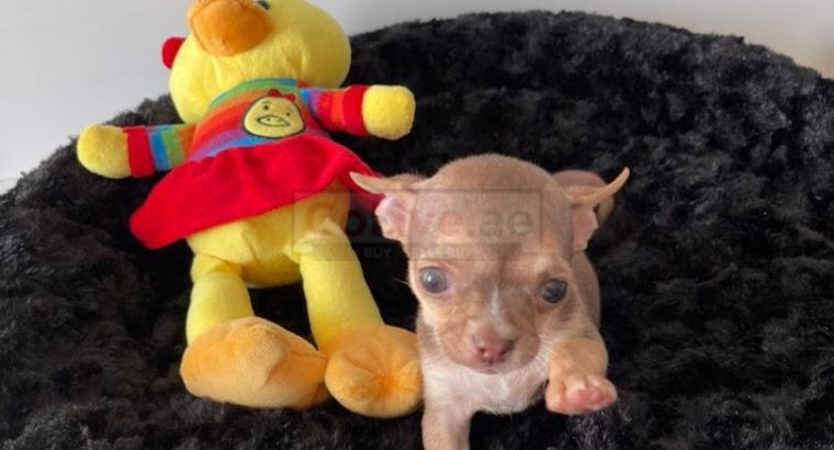 Tiny Apple Head Chihuahua Puppies Ready to Go