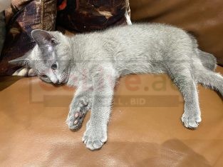 Lovely Russian Blue Kittens for sale