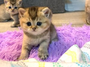 British Shorthair boy and girl available