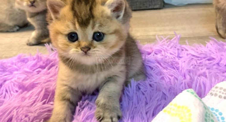 British Shorthair boy and girl available