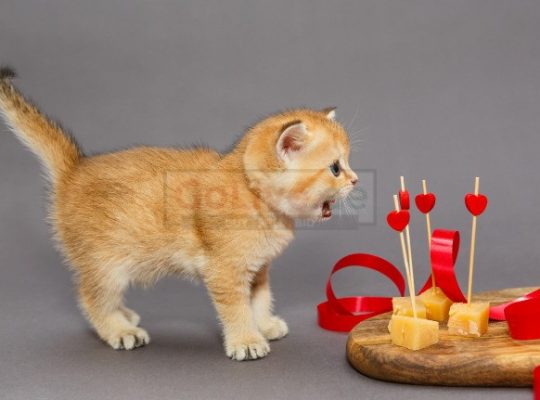 British shorthair kittens