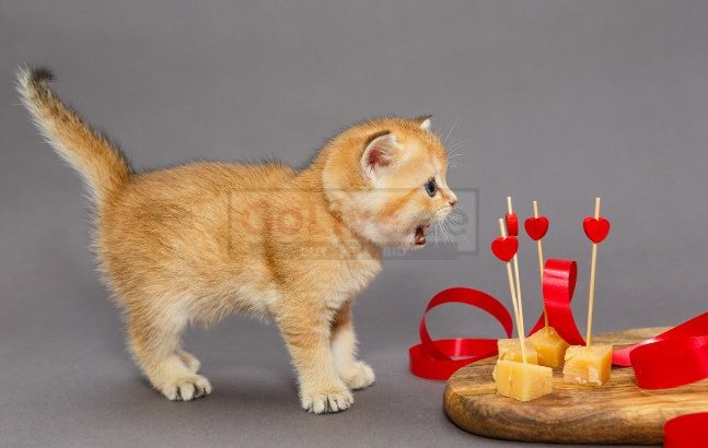 British shorthair kittens