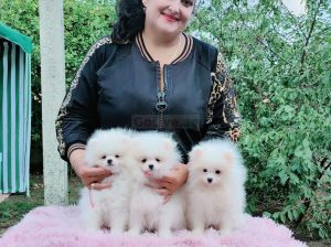 teacup Pomeranian Puppies