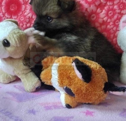 Pomeranian puppies for pet lovers