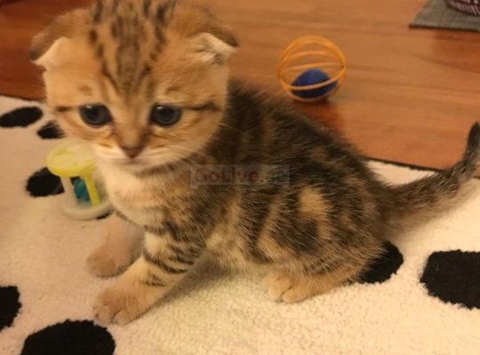 pure scottish fold available