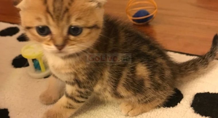 pure scottish fold available