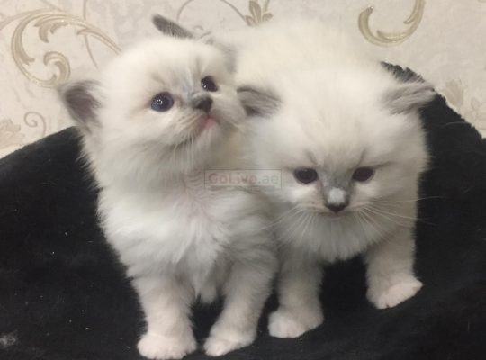 Himalayan kitten