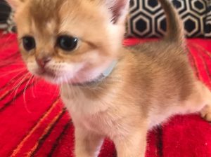 British Shorthair boy and girl available