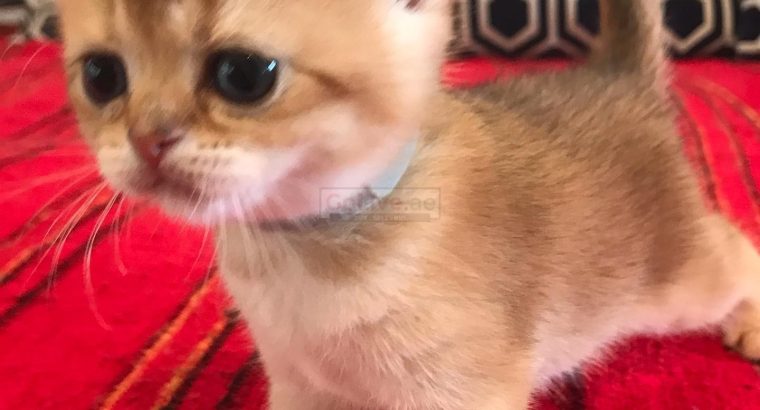 British Shorthair boy and girl available