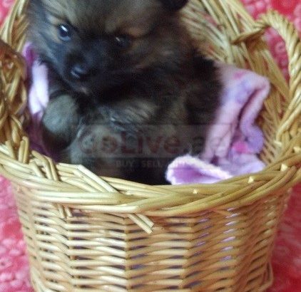 Pomeranian puppies for pet lovers