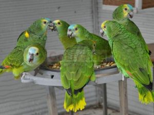 various species of birds and parrots available.