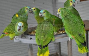 various species of birds and parrots available.