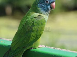 Baby Male and Female Blue and Gold Macaw Parrots for sale