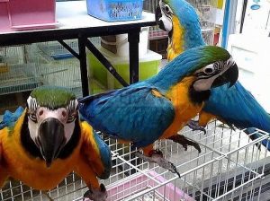 Comes With Rings Blue And Gold Macaw Parrots