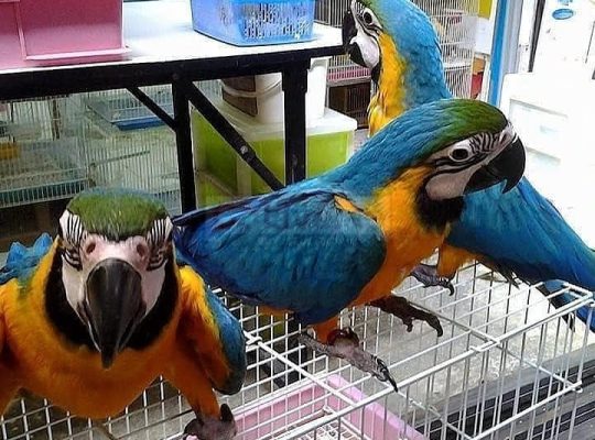 Comes With Rings Blue And Gold Macaw Parrots