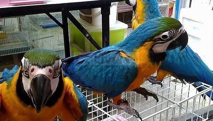 Comes With Rings Blue And Gold Macaw Parrots