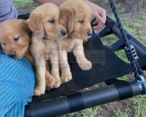 GOLDEN RETRIEVER PUPPY