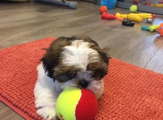 beautiful shiatsu puppies for rehoming
