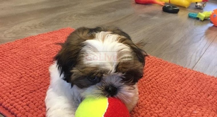 beautiful shiatsu puppies for rehoming