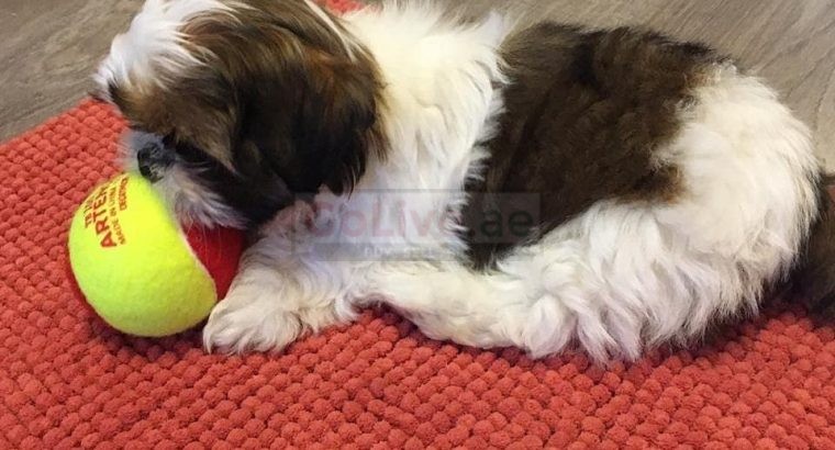 beautiful shiatsu puppies for rehoming