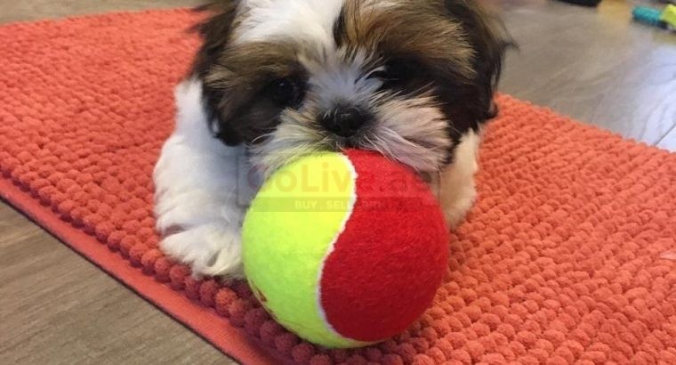 beautiful shiatsu puppies for rehoming