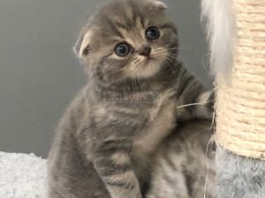 Scottish Fold Kittens Available for Rehoming