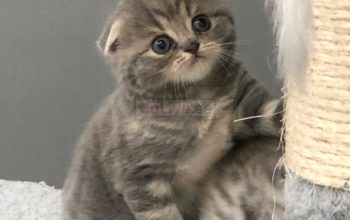 Scottish Fold Kittens Available for Rehoming