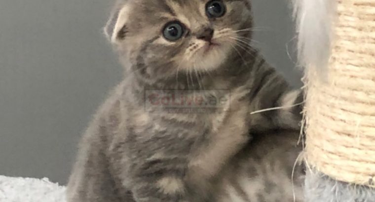 Scottish Fold Kittens Available for Rehoming