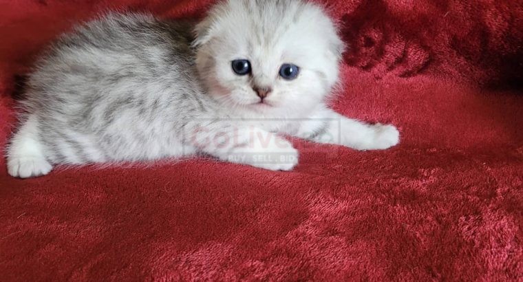 Scottish Fold Kittens Available for Rehoming