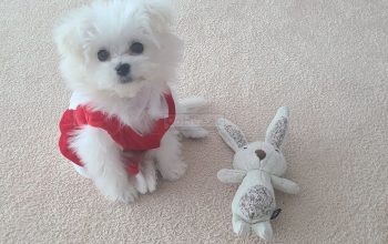 Two Beautiful Maltese Puppies Available