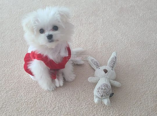 Two Beautiful Maltese Puppies Available