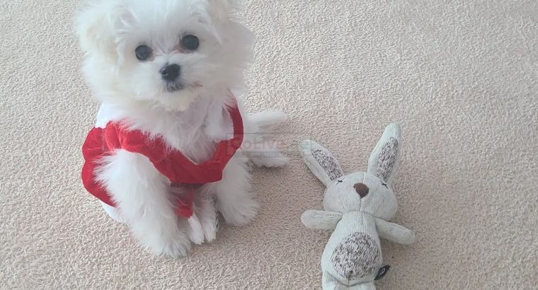Two Beautiful Maltese Puppies Available