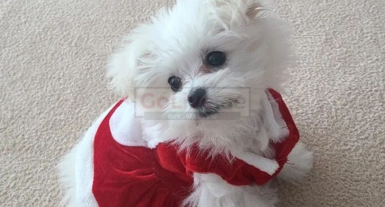 Two Beautiful Maltese Puppies Available