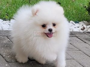 Top Quality Registered Pomeranian