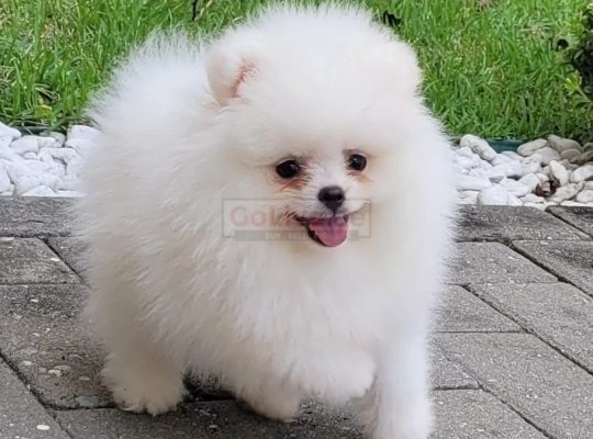 Top Quality Registered Pomeranian