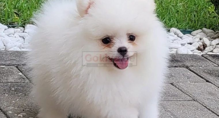 Top Quality Registered Pomeranian