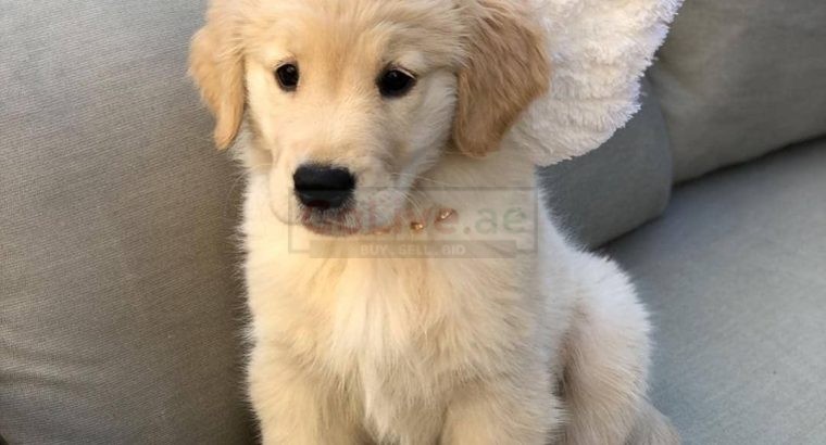 Two Beautiful Golden Retriever Puppies Available