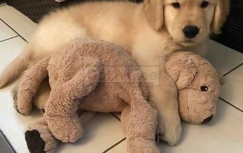 Two Beautiful Golden Retriever Puppies Available