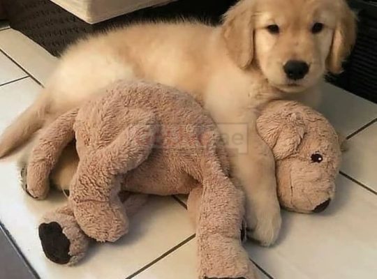 Two Beautiful Golden Retriever Puppies Available