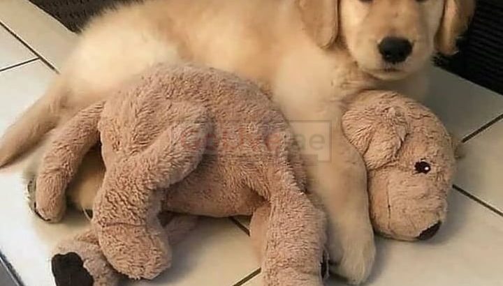 Two Beautiful Golden Retriever Puppies Available