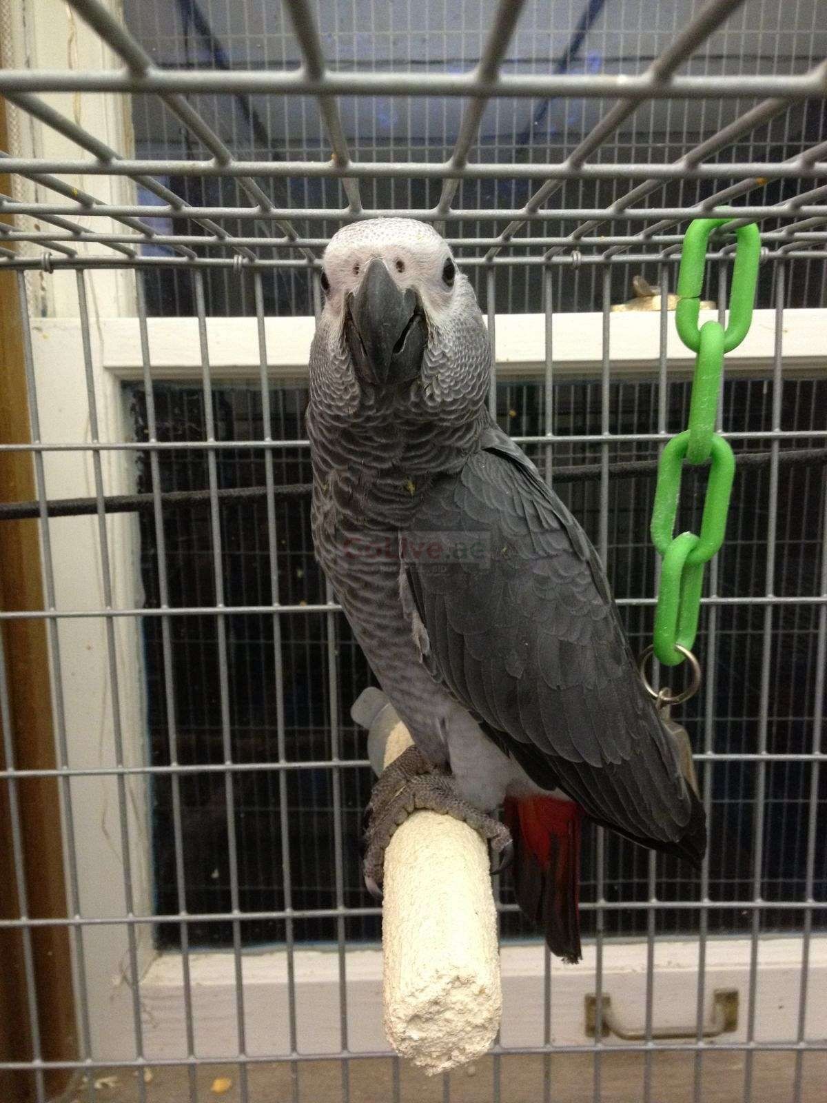 Baby Congo African Grey Parrots GoLive.ae UAE Classifieds