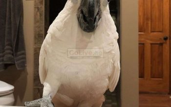 Adorable Cockatoo Birds Available