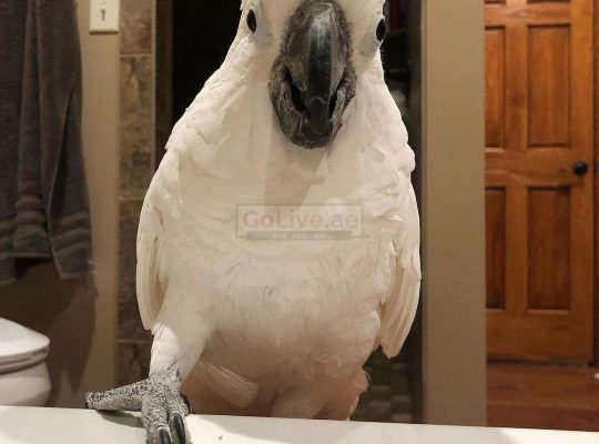 Adorable Cockatoo Birds Available