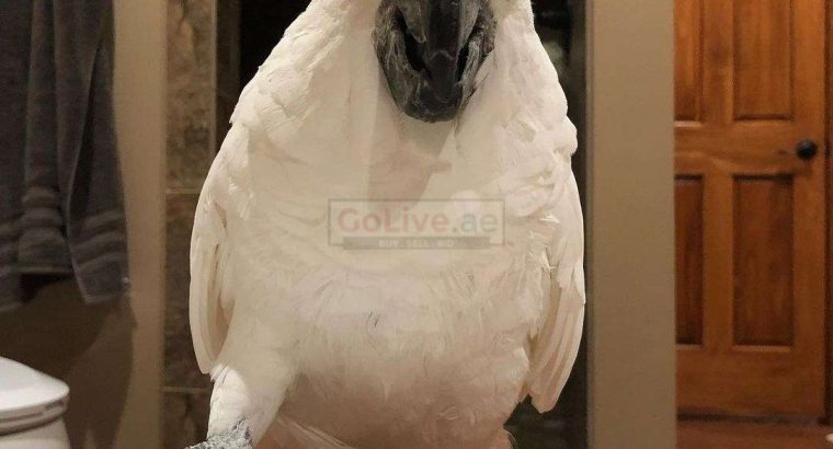 Adorable Cockatoo Birds Available